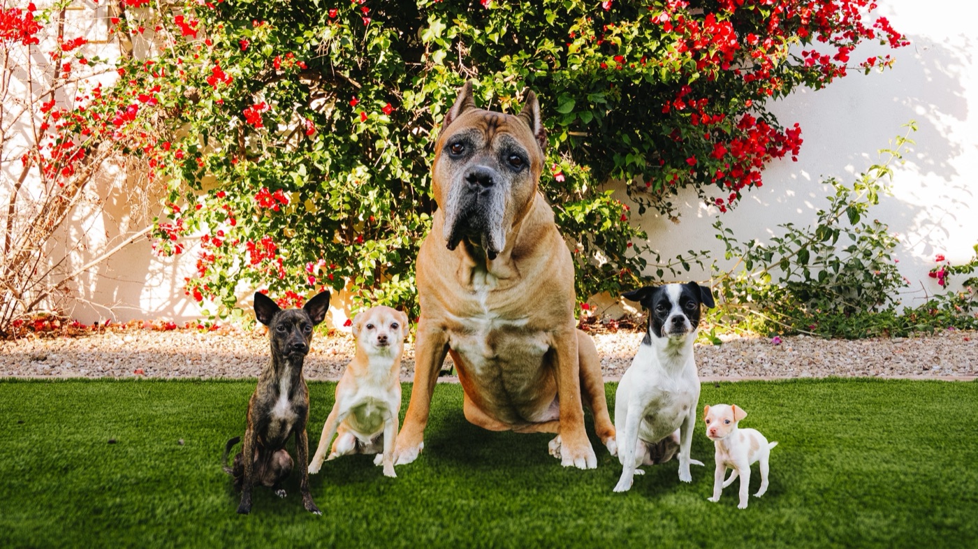 Jen’s five rescue dogs together in the garden