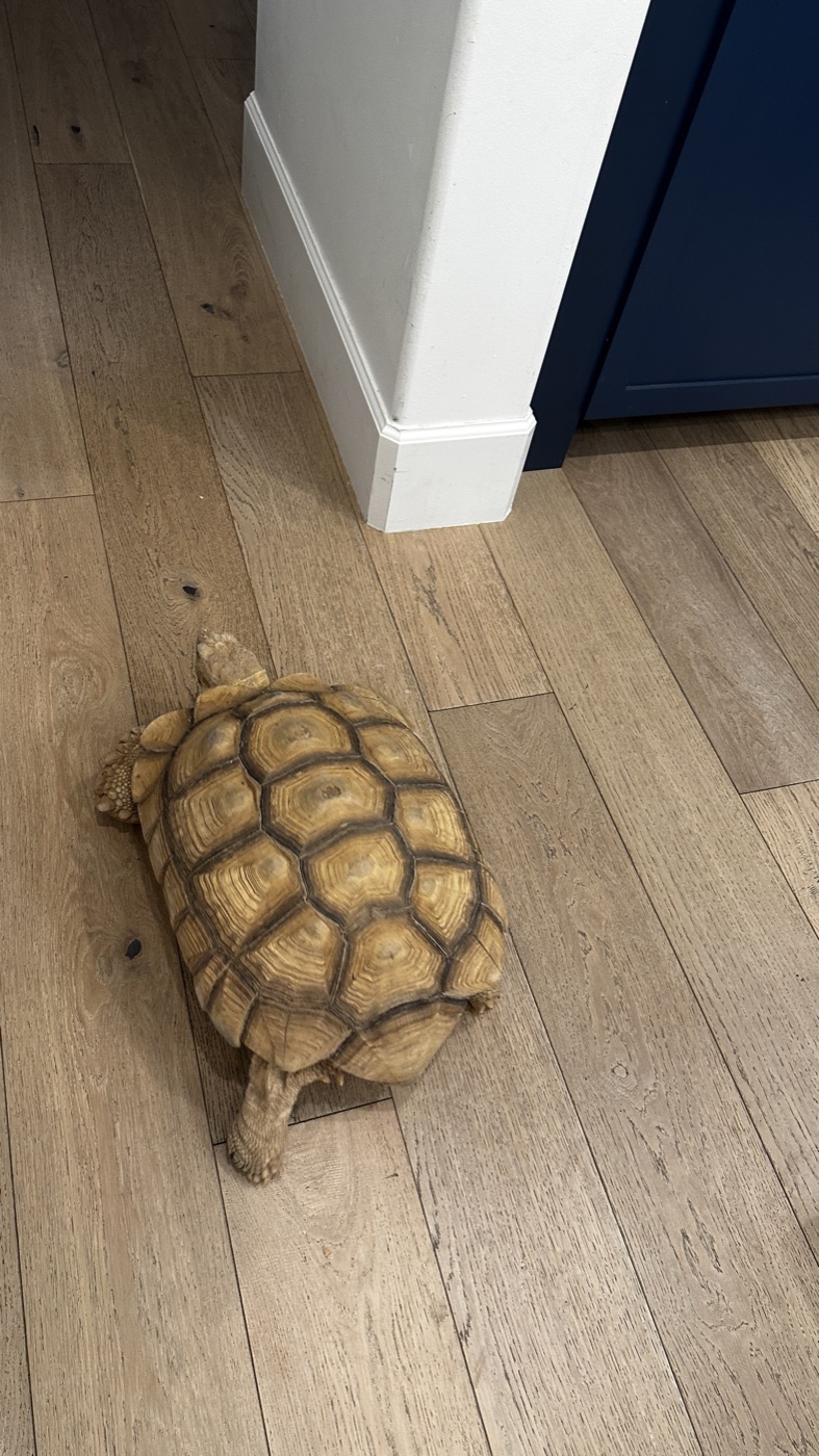 The family tortoise wandering through the house